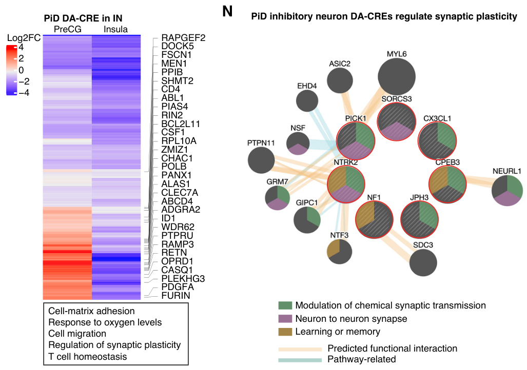 Two-figure panel showing differentially acetylated genes in interneurons, and their functinal interactions