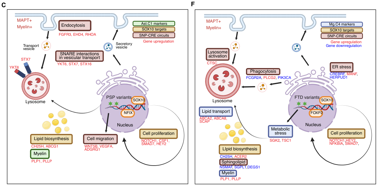 Cartoon summary of author-proposed dementia mechanisms in astrocytes and microglia