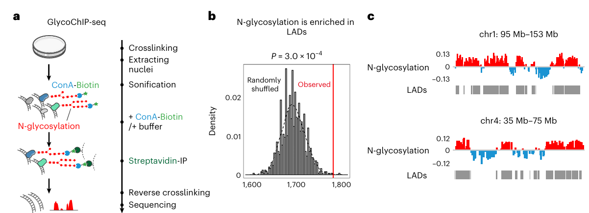Three-panel image showing ChIP-seq protocols for glycosylation species, and results