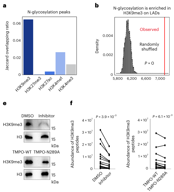Four-panel image describing the association of N-glycosylation peaks with chromatin state