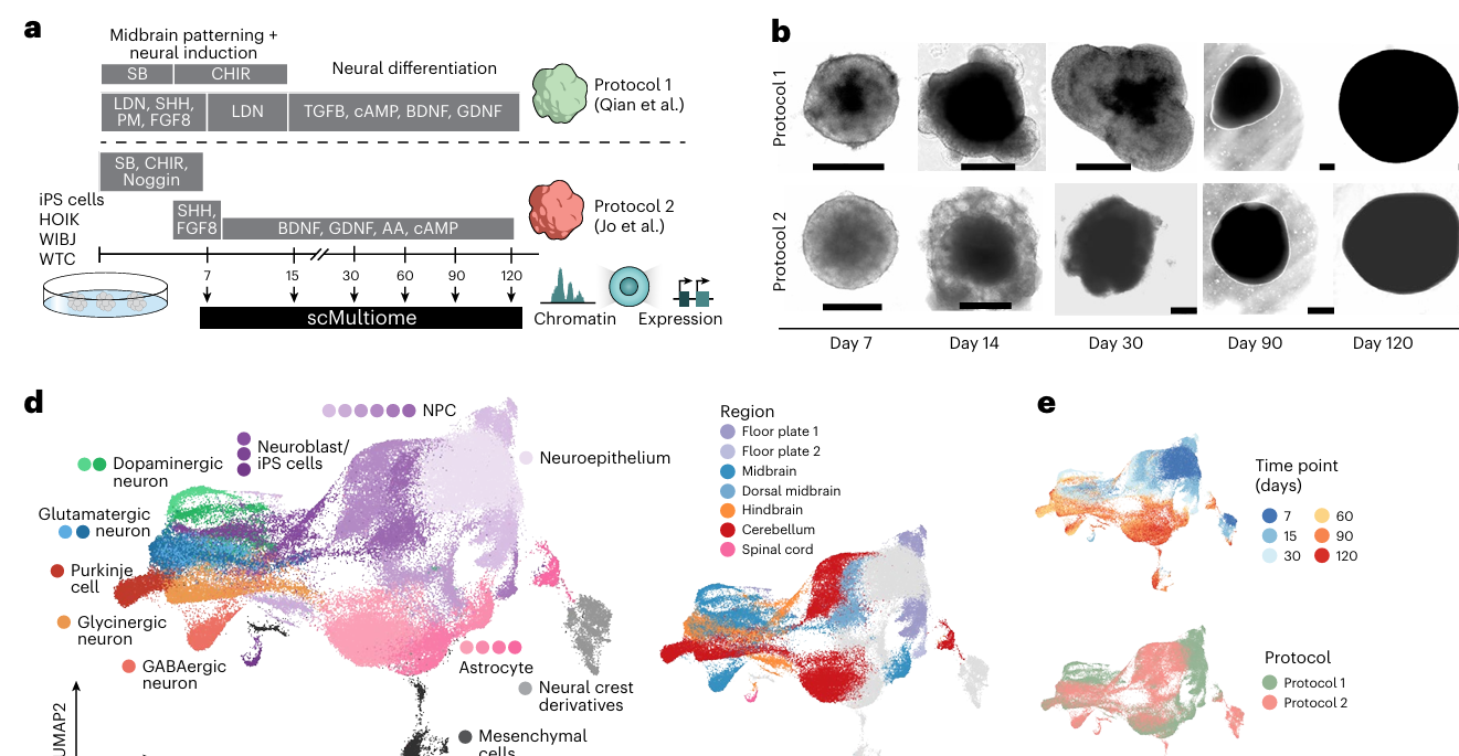 A multi-panel image describing an organoid experiment with single-cell multiome readout