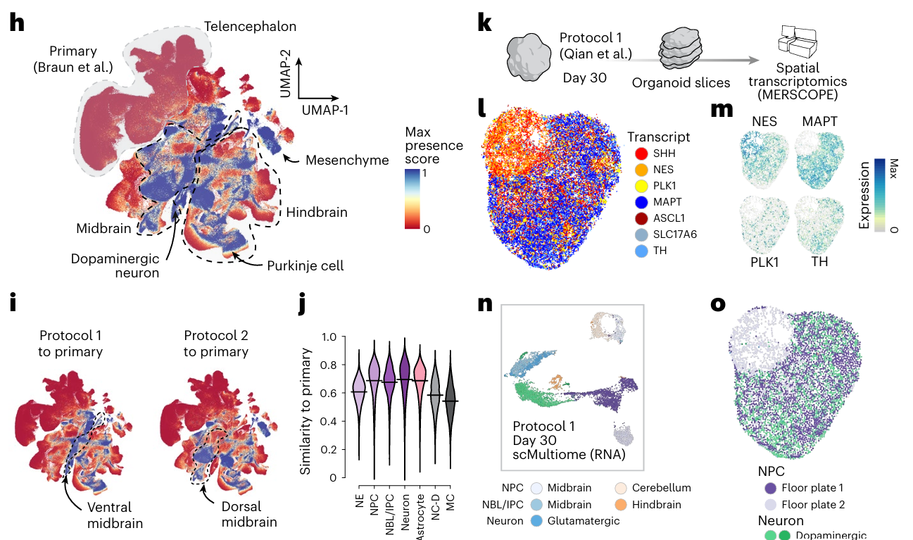 Multi-panel figure showing the natural cell 'presence-score' system, and its application to brain organoids