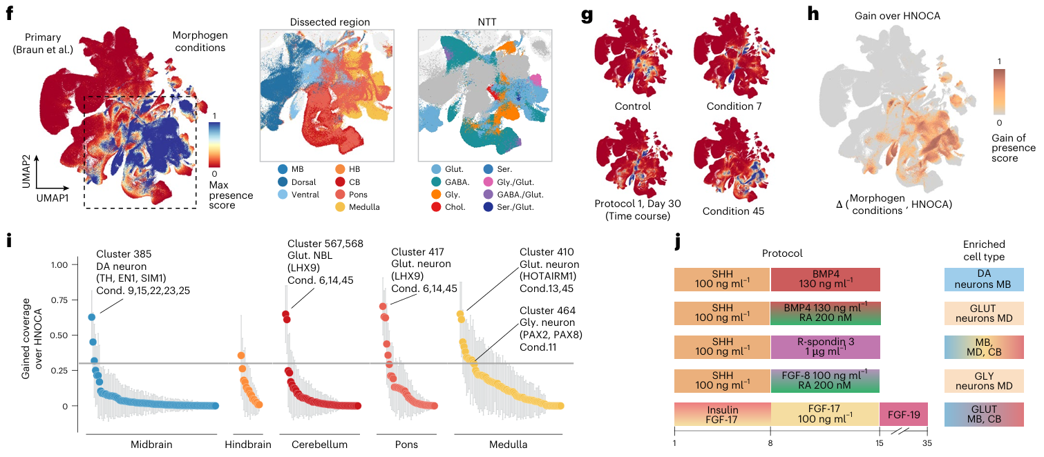 Multi-panel figure showing natural cell populations in developing brain, and how represented they are in modified induction protocols