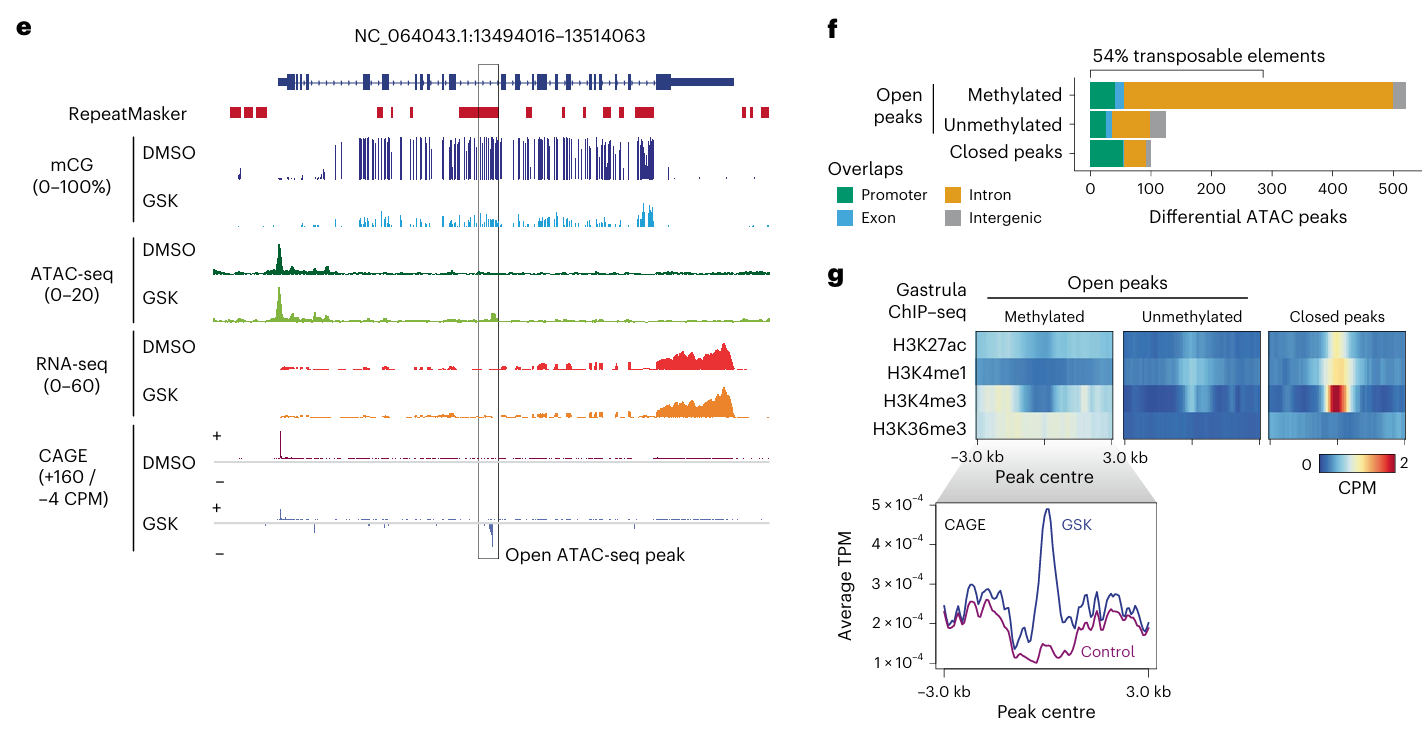Multi-panel figure showing accessibility, rna, methylation, and CAGE