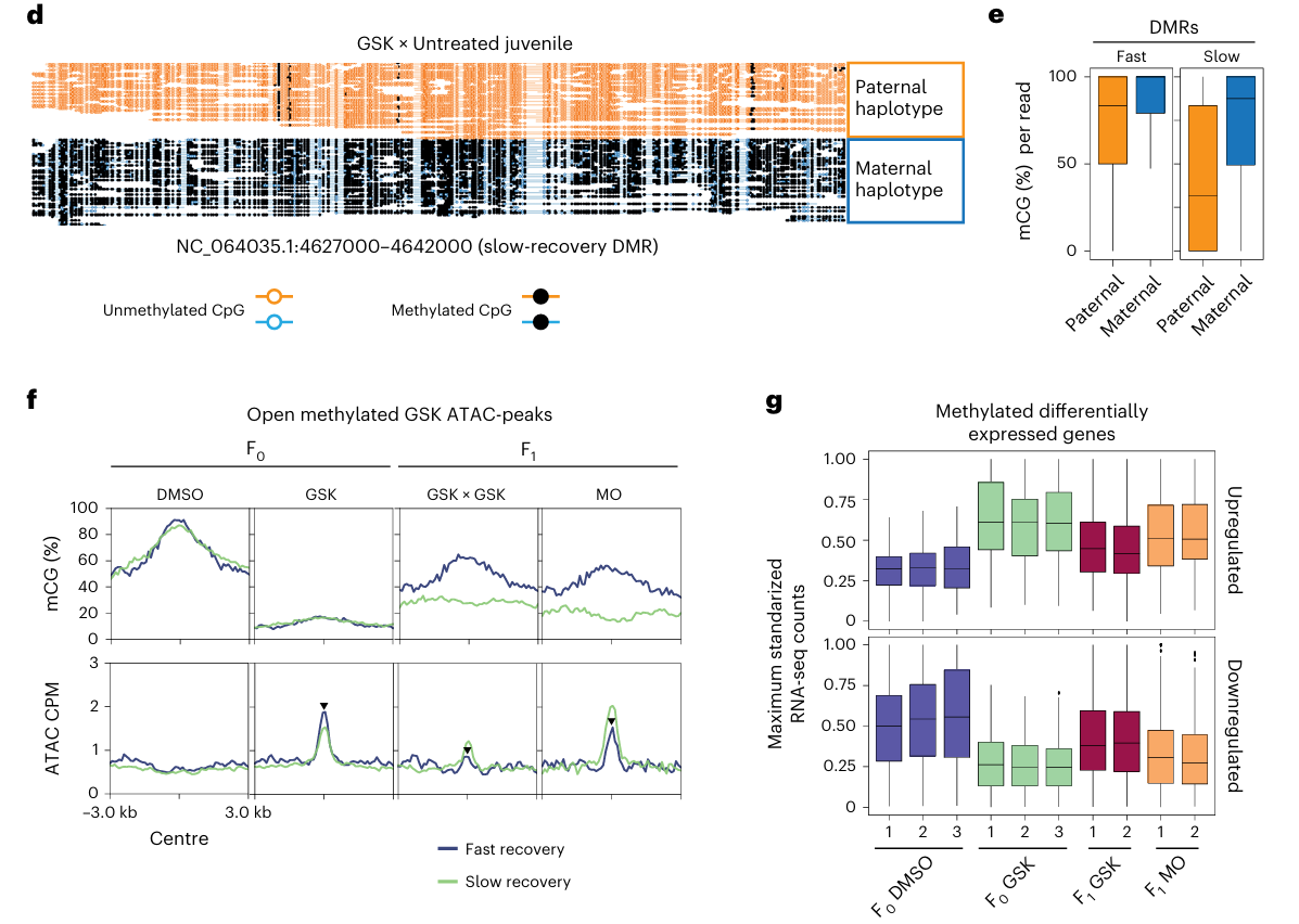 Multi-panel figure showing inherited hypomethylated regions in Nematostella