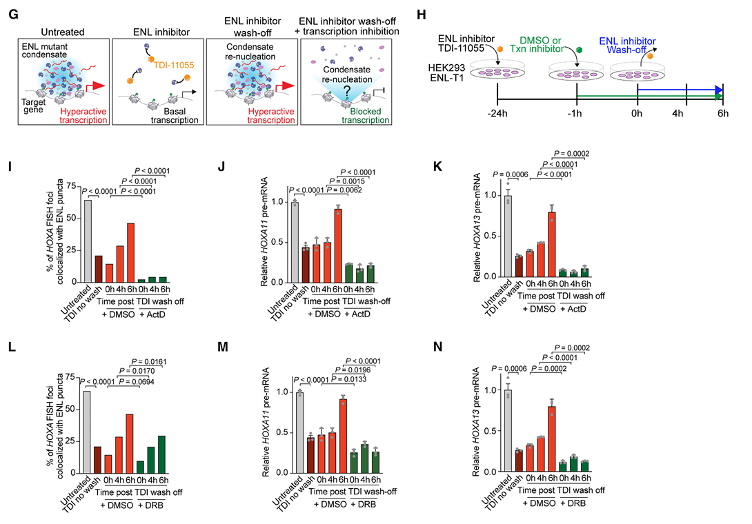 Multi-panel figure showing a dual-inhibition schematic and resulting expression of HOXA