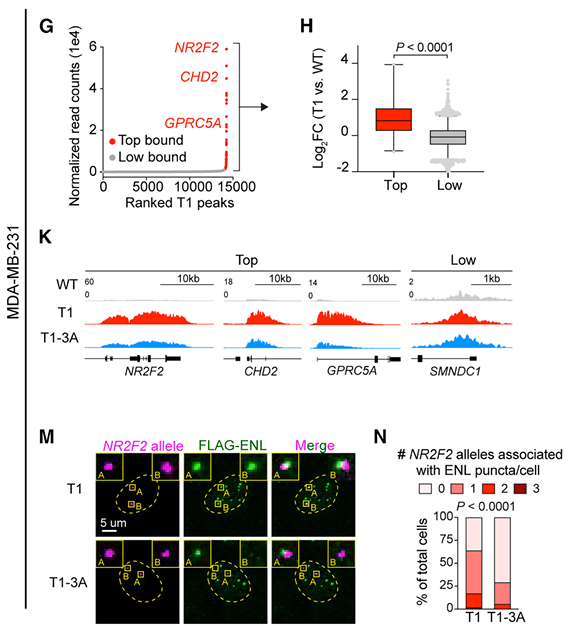 Multi-panel figure showing the result of ENL ChIP-seq with two RNA-binding mutants, alongside NR2F2+ENL fluorescence.