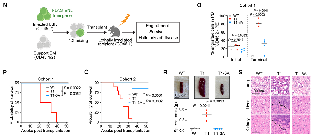 Tumorigenesis in ENL-mutant explants