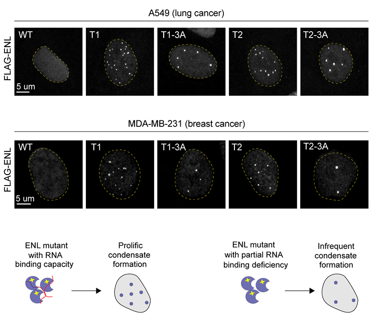 RNA as a Critical Component of Chromatin Condensates