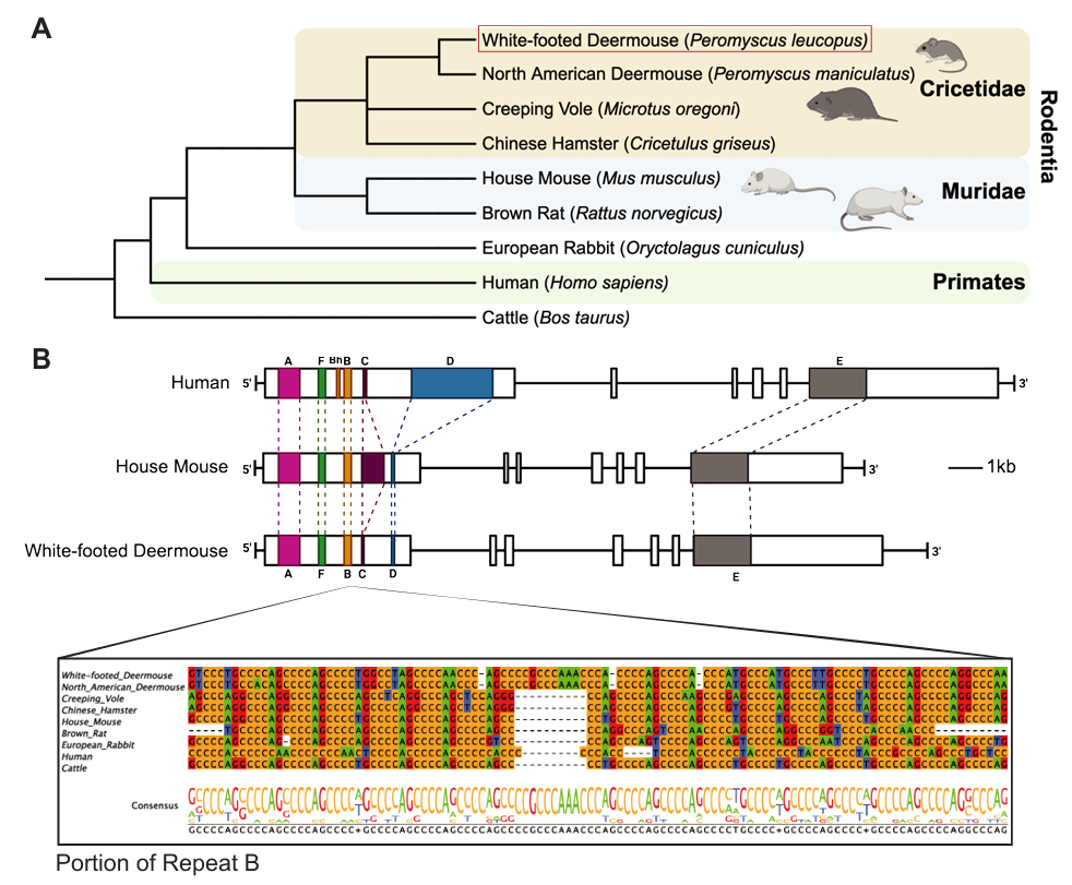 Multi-panel figure showing the phylogenetics and Xist sequence comparison across a selection of vertibrates