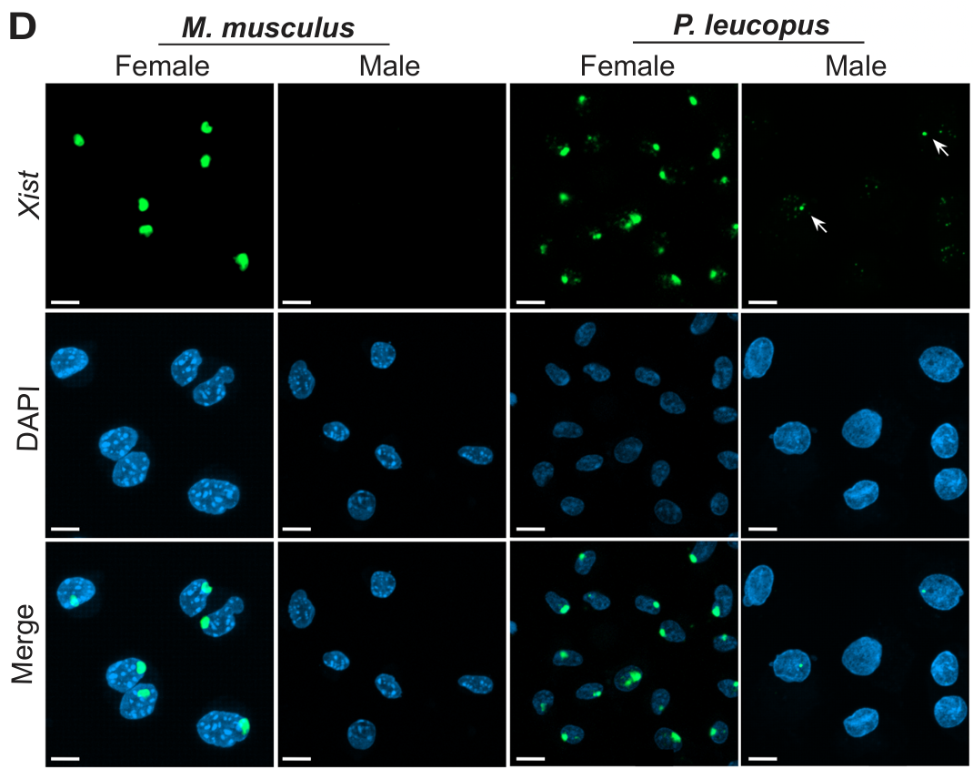 Immunofluorescence of XIST showing puncta in males