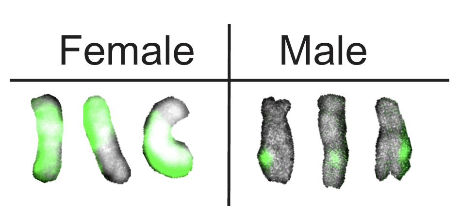 XIST Activity in Males: Towards the Evolution of Dosage Compensation