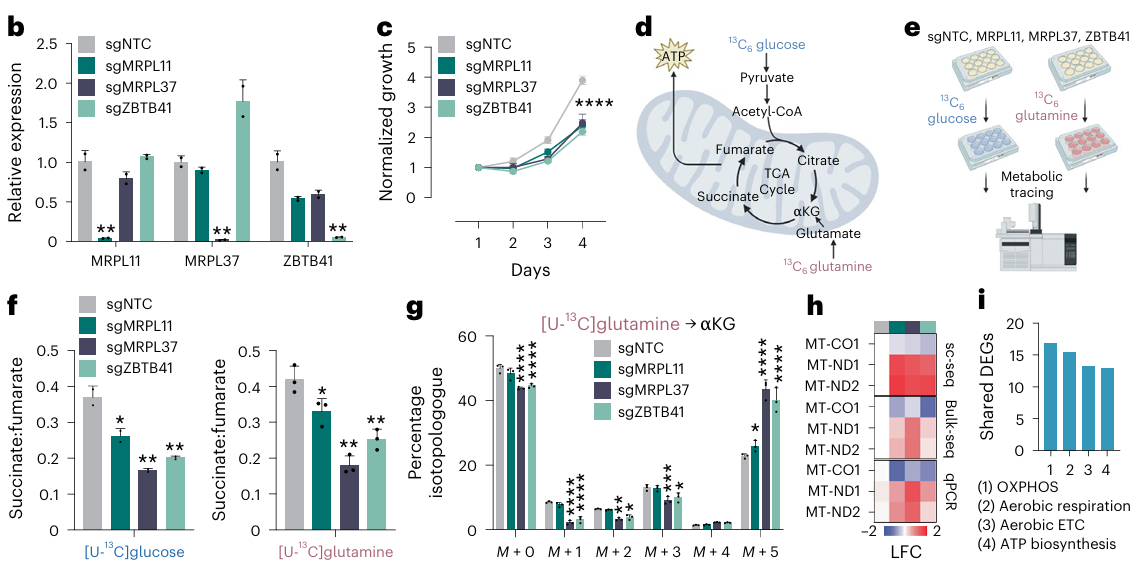Multi-panel figure showing validation of metabolic gene perturbation relevant to mitochondria