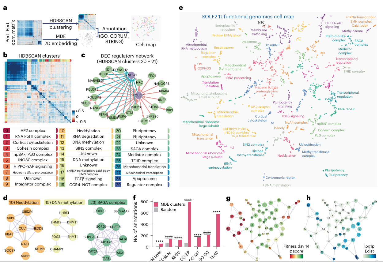 Characterizing Maintenance of Pluripotency with iPSC-Perturb-Seq