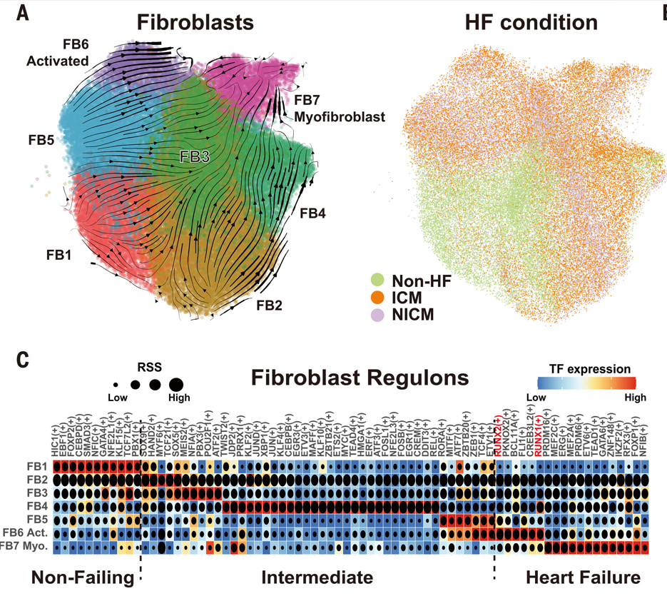Droplet Paired-Tag Identifies Potential Therapeutic Targets for Heart Failure