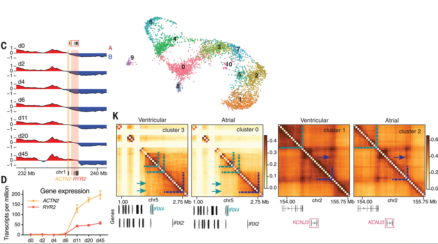 Multi-panel image showing bulk and single-cell contact maps across allelic series
